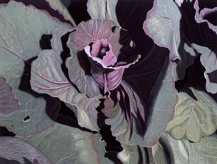 My Cabbage -- artwork © Shelley Martin