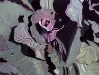 My Cabbage -- artwork © Shelley Martin (click to see a larger version of the painting)