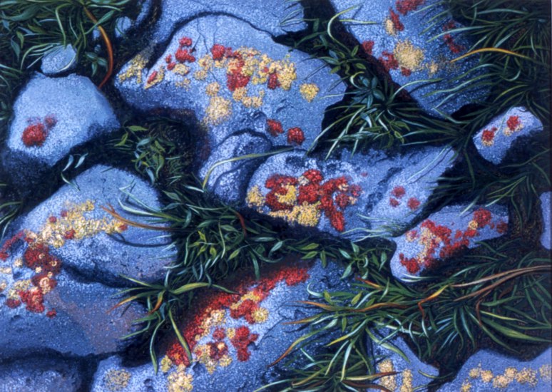 Lichen and Rocks -- artwork © Shelley Martin
