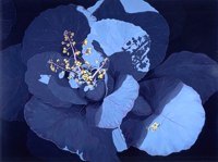 Cabbage in Bloom -- artwork © Shelley Martin (click to see a larger version of the painting)
